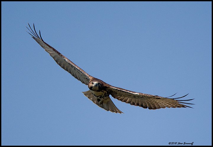 _0SB8043 red-tailed hawk.jpg
